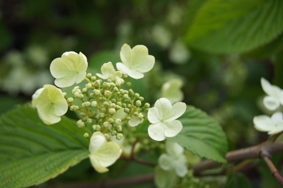 Viburnum plicatum 'Cascade'