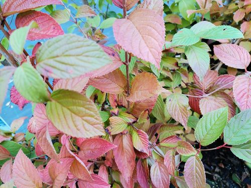 Viburnum plicatum 'Darts Red Robin'