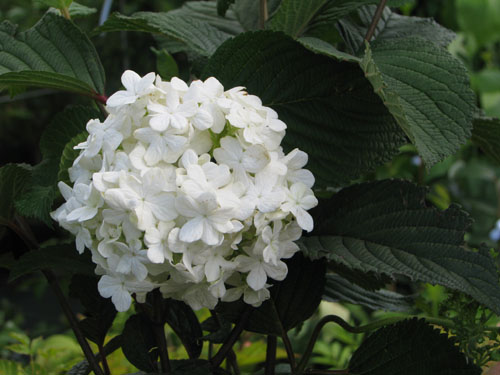 Viburnum plicatum 'Grandiflorum'