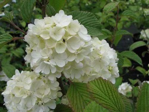 Viburnum plicatum 'Newport'