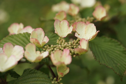 Viburnum plicatum 'Pink Beauty'