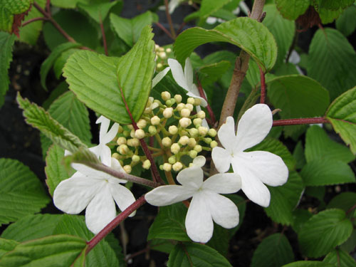 Viburnum plicatum 'Shoshoni'