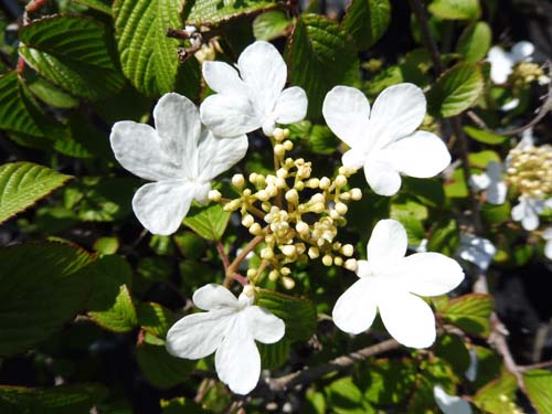 Viburnum plicatum 'Summer Snowflake'