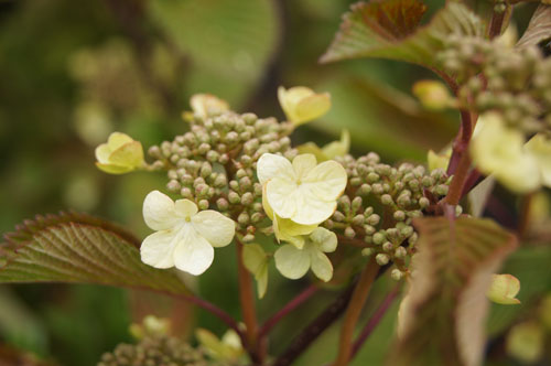 Viburnum plicatum 'Tennessee'