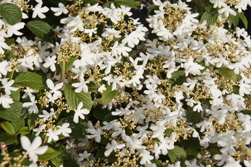 Viburnum plicatum 'Watanabe'