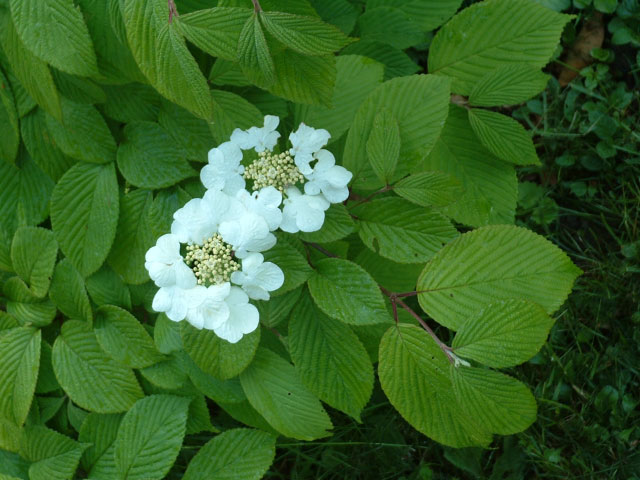 Viburnum plicatum