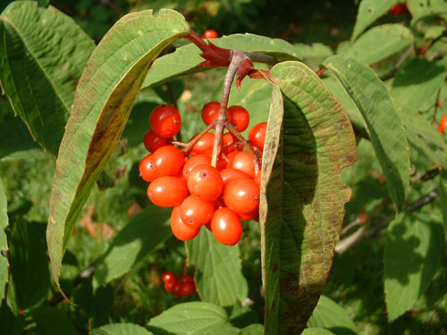 Viburnum setigerum