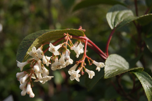 Viburnum subalpinum