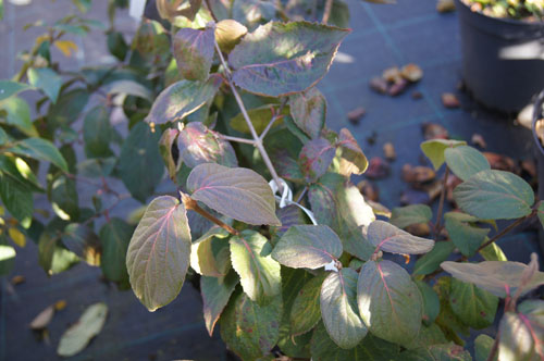 Viburnum x 'Judii'