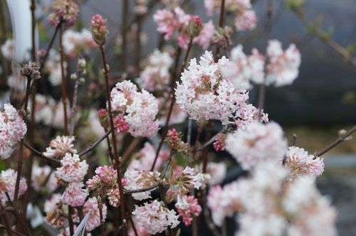 Viburnum x bodnantense 'Charles Lamont'