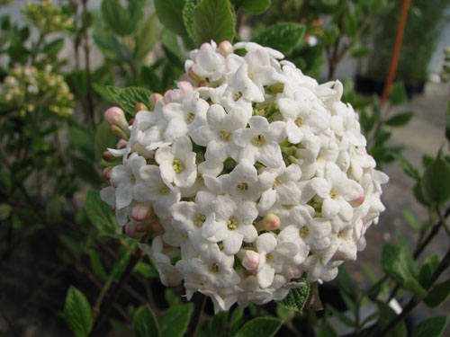 Viburnum x burkwoodii 'Fulbrook' Viburnum x burkwoodii 'Fulbrook'