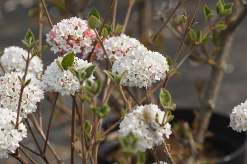 Viburnum x burkwoodii