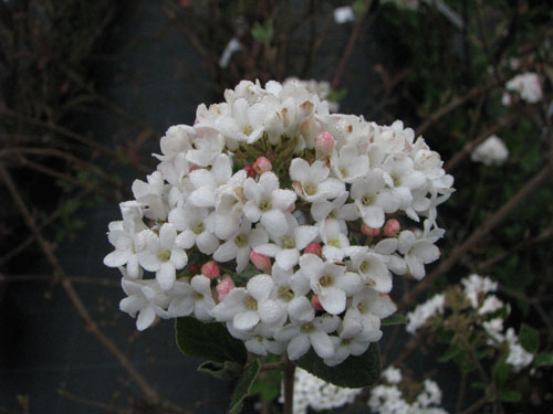 Viburnum x hillieri 'Winton'