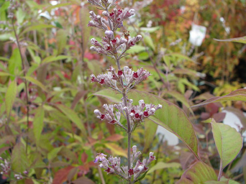Vitex negundo