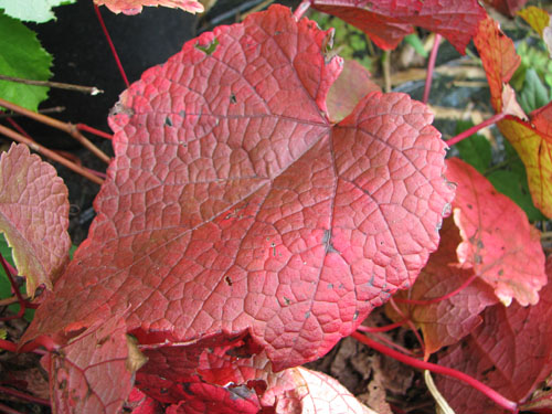 Vitis amurensis