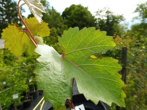 Vitis californica