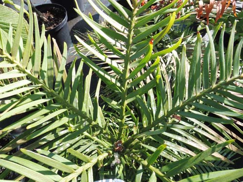 Wollemia nobilis Wollemia nobilis