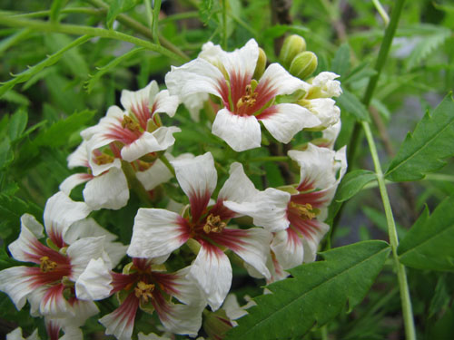 Xanthoceras sorbifolia Xanthoceras sorbifolia