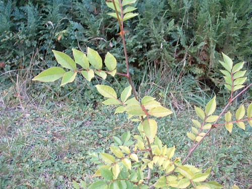 Zanthoxylum americanum
