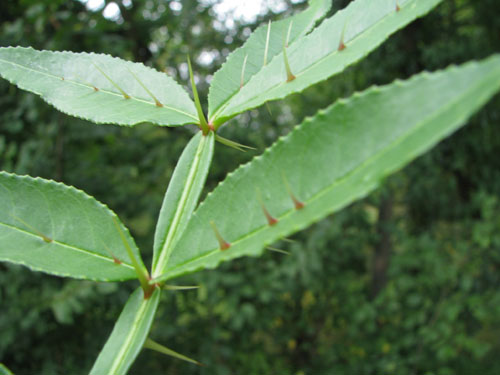 Zanthoxylum armatum