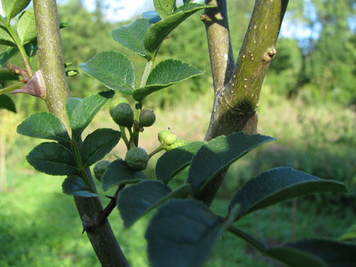 Zanthoxylum schinifolium Zanthoxylum schinifolium