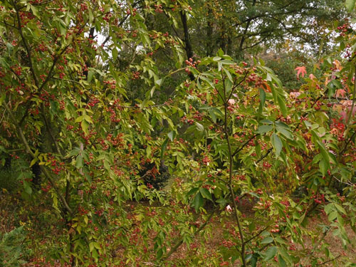 Zanthoxylum simulans Zanthoxylum simulans