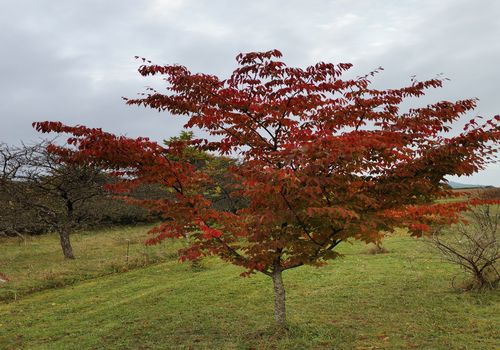 Zelkova carpinifolia 'Pyramidalis' Zelkova carpinifolia 'Pyramidalis'