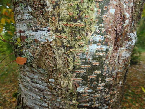 Zelkova serrata