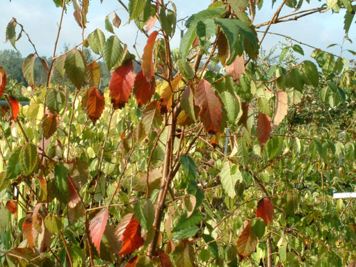 Zelkova sinica Zelkova sinica