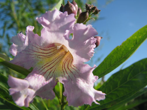 x Chitalpa tashkentensis x Chitalpa tashkentensis