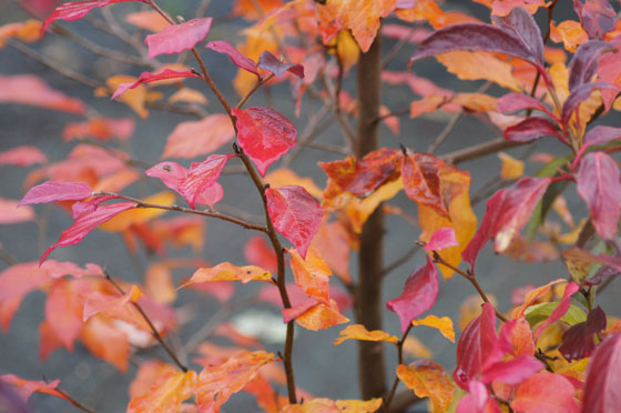 x Sycoparrotia semidecidua 'Purple Haze'