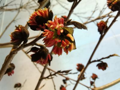 x Sycoparrotia semidecidua 'Sartori' x Sycoparrotia semidecidua 'Sartori'
