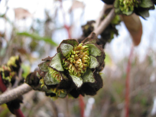 x Sycoparrotia semidecidua x Sycoparrotia semidecidua