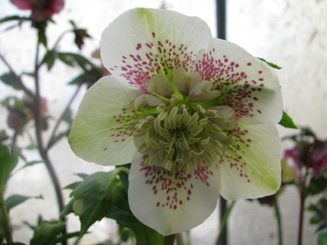 Achter Hellebores en ligne