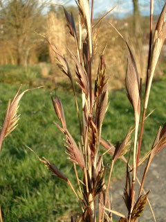 fleurs_nitida