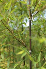 Phyllostachys_nigra