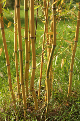 Phyllostachys_aureosulcata_spectabilis